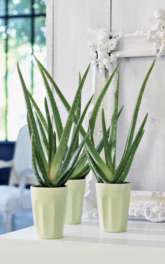 ALOE VERA Vzhledem může připomínat kaktus, ale bát se jí rozhodně nemusíte. Právě naopak! Aloe se využívá hlavně kvůli svým dužnatým listům. List tvoří pokožka (slupka) – zelená část na povrchu listů, pod kterou se ukrývá zázračná léčivá čirá gelovitá tekutina, která může nahradit téměř celou domácí lékárničku. Platí, že čím starší rostlina, tím má gelu více a snáze se z listu dostane.