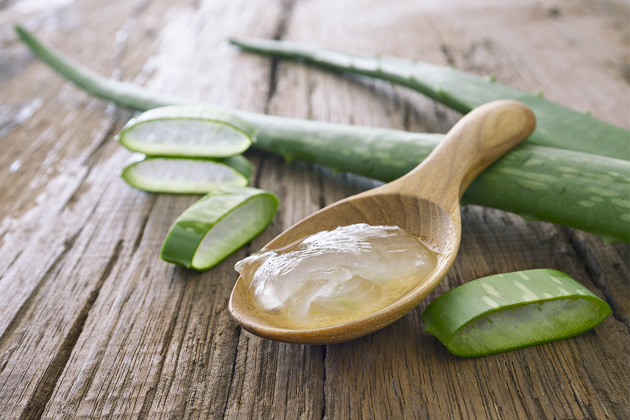 ALOE VERA Vzhledem může připomínat kaktus, ale bát se jí rozhodně nemusíte. Právě naopak! Aloe se využívá hlavně kvůli svým dužnatým listům. List tvoří pokožka (slupka) – zelená část na povrchu listů, pod kterou se ukrývá zázračná léčivá čirá gelovitá tekutina, která může nahradit téměř celou domácí lékárničku. Platí, že čím starší rostlina, tím má gelu více a snáze se z listu dostane.