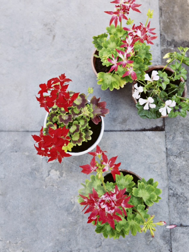 Pelargonie neboli muškáty byly vždy neodmyslitelnou ozdobou venkovských stavení. Dnes jejich květy zdobí i terasy, lodžie a okna městských domů. Jsou totiž přesnou ukázkou toho, jak se dá za málo peněz pořídit hodně muziky.