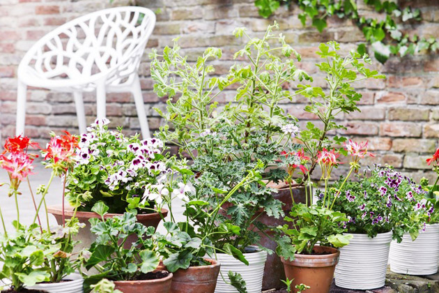 Pelargonie neboli muškáty byly vždy neodmyslitelnou ozdobou venkovských stavení. Dnes jejich květy zdobí i terasy, lodžie a okna městských domů. Jsou totiž přesnou ukázkou toho, jak se dá za málo peněz pořídit hodně muziky.