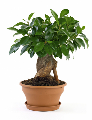 FÍKOVNÍK MALOPLODÝ (FICUS MICROCARPA)