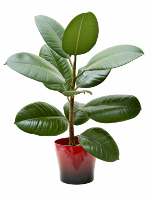 FÍKOVNÍK PRYŽODÁRNÝ (FICUS ELASTICA)