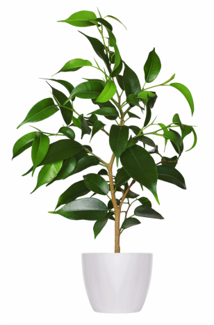 FÍKOVNÍK DROBNOLISTÝ (FICUS BENJAMINA)