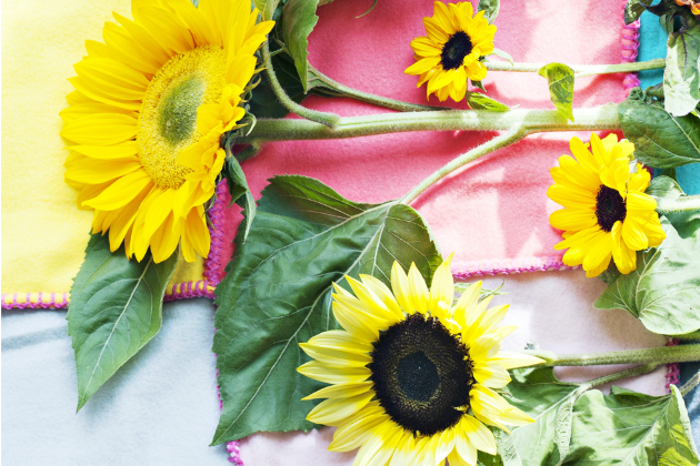 Slunečnice (botanickým názvem Helianthus) u nás už tak zdomácněla, že máme pocit, jakoby tu rostla odjakživa, nicméně pochází z Jižní a Severní Ameriky 