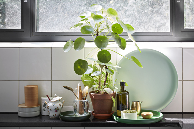 Pilea   (Pilea peperomioides) Je často nazývaná palačinkovou kytkou, chinese money plant či UFO. V poslední době je označována jako královna Instagramu. 