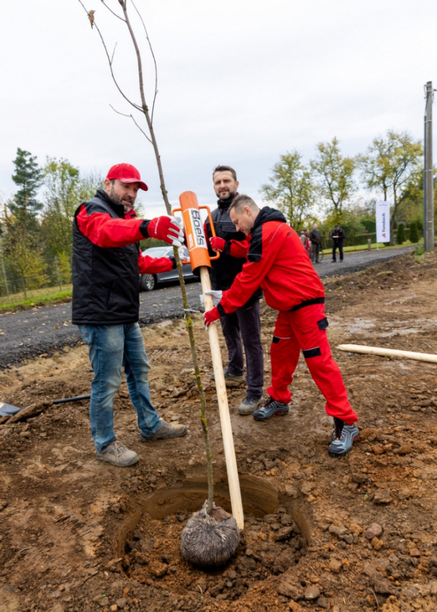 Wienerberger, výrobce cihel Porotherm a pálené střešní krytiny Tondach, slaví v letošním roce jubileum. Dne 22. 10. 2021 je tomu právě 30 let, kdy společnost vstoupila na český trh. U této příležitosti Wienerberger daroval 30 stromů městu Kostelec nad Orlicí. Stromy dne 21. 10. 2021 zasadili zaměstnanci společnosti a vytvořili tak zcela nový cenný krajinný prvek v katastru města.