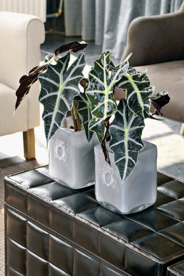 ALOKÁZIE (ALOCASIA)