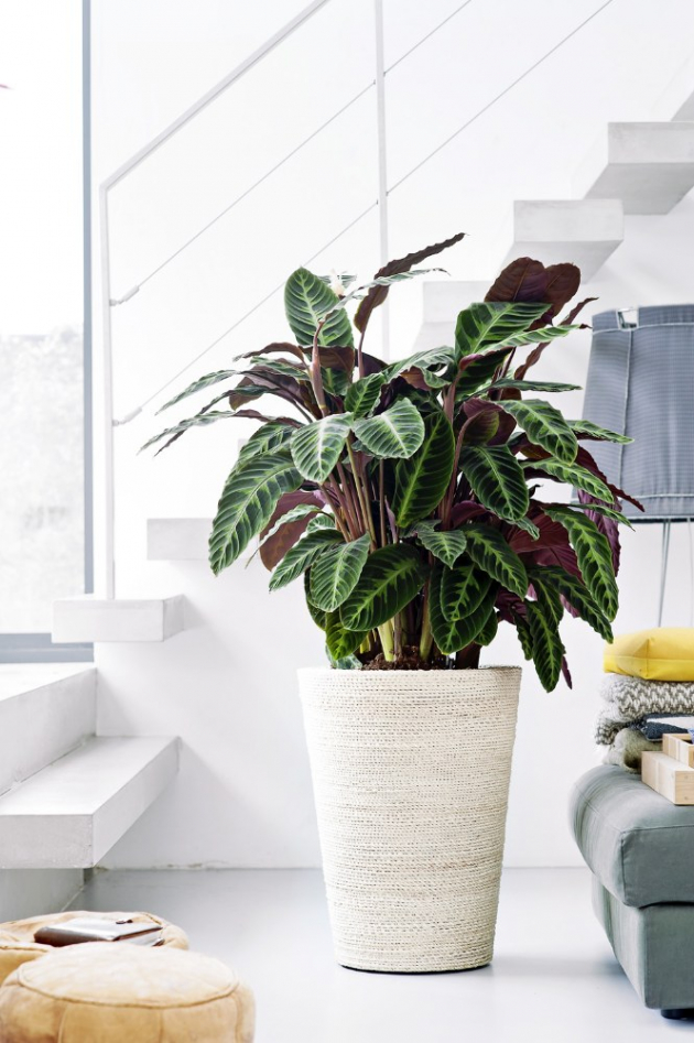 KALATEA (CALATHEA)