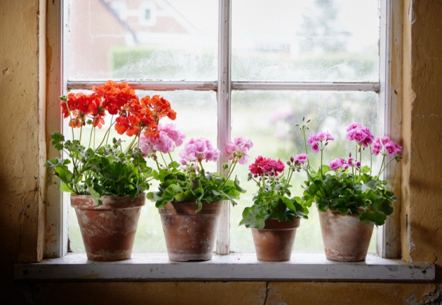 Pelargonium for europe terakotové květináče