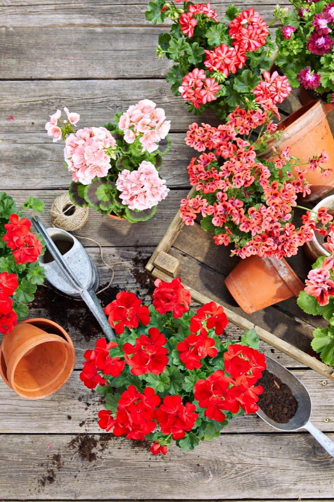 Pelargonie  (Pelargonium) Známá také pod zdomácnělým názvem muškát patří asi k nejoblíbenějším truhlíkovým květinám. Nabídka různých kultivarů pelargonií je velmi rozmanitá od klasických vzpřímených přes velkokvěté a převislé až po vonné, které jsou velmi aromatické. Nejen květy, ale i listy muškátů umějí překvapit různými tvary a odstíny zelené. 