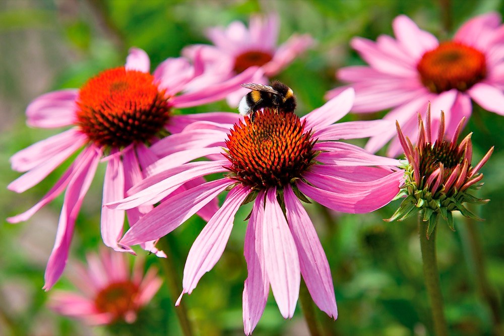 Třapatka nachová (Echinacea purpurea). Trvalka z čeledi astrovitých s léčivými účinky vykvétá od poloviny léta nádhernými květy, které se často včetně listů přidávají do čajových směsí a extraktů. Okvětními lístky můžete ozdobit dezerty nebo je přidat do letních nápojů.