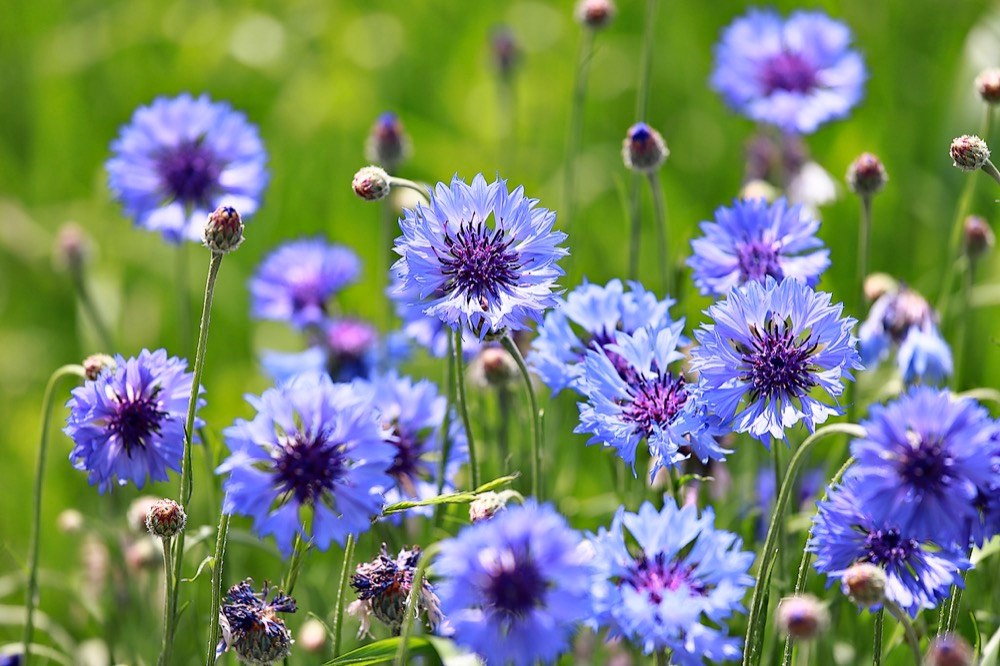 Chrpa modrá (Centaurea cyanus). Jednoletá rostlina s krásnými modrofialovými květy kvete od června do září a často ji lze vidět ve společnosti vlčích máků na okrajích obilných polí či slunných stráních. Květy ozdobí saláty i zákusky, ale připravit z nich můžete i čaj.