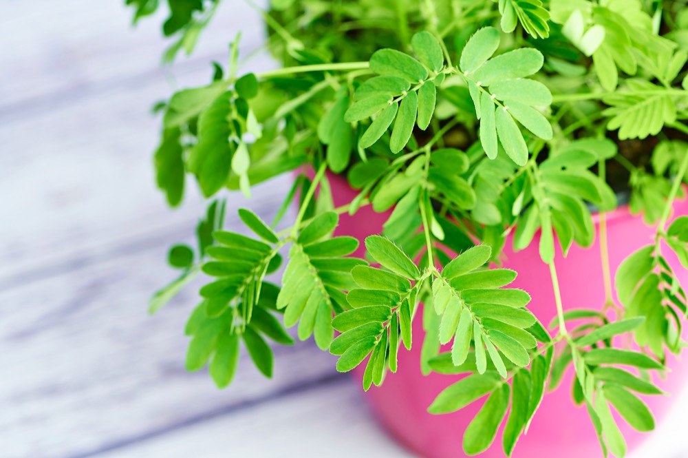 Citlivka stydlivá  (Mimosa pudica)