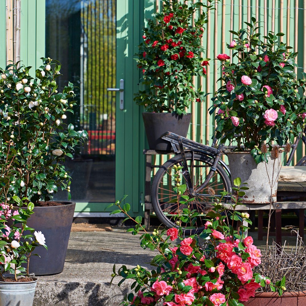 Japonská růže  (Camellia japonica)