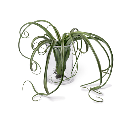 Tillandsia &#039;Curly Slim&#039; 