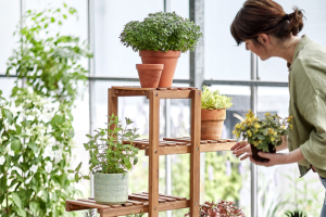 Regál na bylinky a rostliny z kolekce  New Gardening, FSC – certifikované akátové dřevo, 77 × 28 × 120 cm,  cena 2 990 Kč