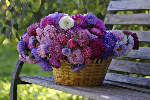 Královna podzimní zahrady