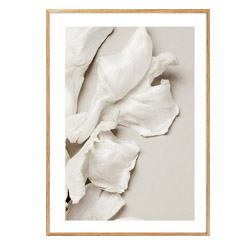 Plak&aacute;t Tulip Petals, matn&yacute; prvotř&iacute;dn&iacute; pap&iacute;r, 50 &times; 70 cm, cena 555 Kč