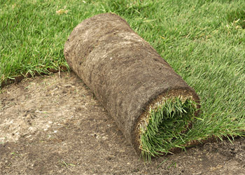 Ať se tr&aacute;va zelen&aacute;