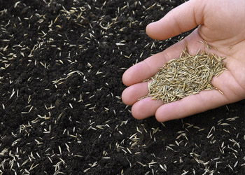 Ať se tr&aacute;va zelen&aacute;