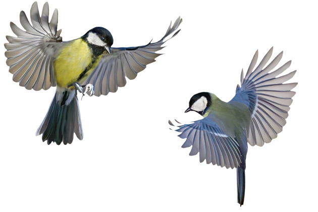 Ráj pro opeřené návštěvníky