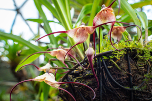 Vzácná orchidej s květy, které připomínají opičí tváře. Vyžaduje vlhko, stín a nižší teploty. Pěstování není snadné, ale kdo vytrvá, tomu se odmění  unikátním květem.